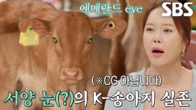 에메랄드 색으로 빛나는 눈을 가진 송아지★