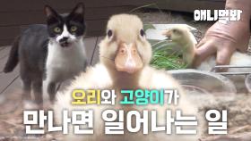 고양이들 틈에서 살아남은(?) 오리의 이야기ㅣA Duck Who Survived in The Cat Crew