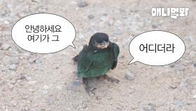 파랑새인데요 이소하려는데 여기가 어디죠?ㅣI'm a bluebird and I'm trying to get here, but where am I?