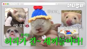 우리는 길고 귀여운 요롱이 새끼들이다! [애니멀봐 나새끼 특집호]ㅣWe Are Long Babies