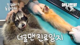 [쪼꼬미 동물병원] 털 달린 사고제조기 등장 너.굴.맨. 강림!ㅣ[Animal Hospital For Tiny Animals] Troublemaker Raccoon Is Here