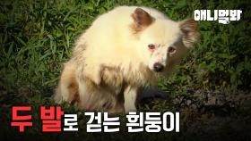 두 다리로 의지해 걷는 강아지의 사연(굳게 닫힌 마음을 열기 위한 노력)ㅣStory About A Dog Who Walks With Two Legs