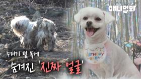 밥 주던 이웃집에 새끼를 맡겨 놓은 채.. 주인 찾아 길거리를 배회하는 어미 개ㅣA Mother Dog Trying To Find The Guardian