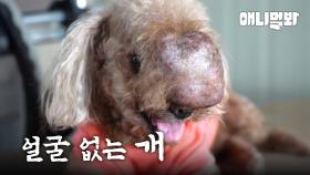 얼굴이 사라진 개… 대체 무슨 일이?ㅣDog Without A Face... What Happened?