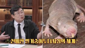 자연의 섭리 거부한 역노화 아이콘 ‘벌거숭이두더지쥐×바닷가재’