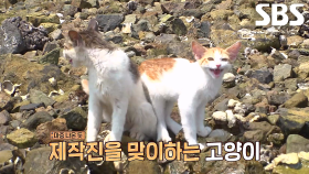 사람 없는 섬에 살고 있는 ‘무인도 고양이’
