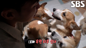 코기 패밀리, 시작부터 쉽지 않은 펫 스위트룸 대소동!