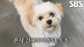 토토, 할아버지와 함께 하게 된 사연