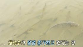 양평 ‘두물머리’에 출현한 거대 물고기 떼♨ (ft. 느티나무)