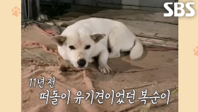 각기 다른 만남으로 복순이와 인연 맺은 특별한 사연♥