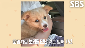 미용실 인턴견 보리와의 특별한 인연★