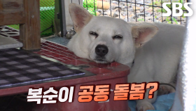 11명의 공동 돌봄 받는 복순이의 특별한 바깥 생활★