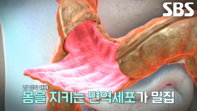 면역세포, 장에 집합되어 있는 이유 (닥터필생기)