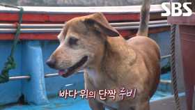 루비×아저씨, 바다 위의 단짝과 특별한 동행↗