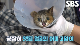 드디어 구조 성공한 통에 머리 낀 어미 고양이의 상태※