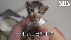 통에 머리 낀 어미 고양이의 새끼들 먼저 긴급 구조 진행!