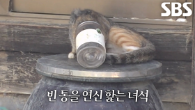 플라스틱 통에 머리 낀 채 생활하는 어미 고양이