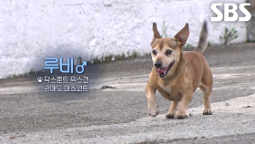 하늘 찌르는 인기의 관매도 마스코트 ‘루비’★