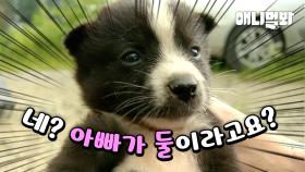 태어나보니 아빠가 둘인 시고르자브종 강아지네(막장 드라마 전개ㅋㅋㅋ)ㅣTwo Fathers for the Mutt Dogs