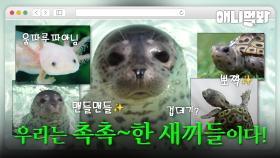 우리는 촉촉한 수중동물 새끼다 [애니멀봐 나새끼 특집호]ㅣWe're Moist Babies [I'm A Baby Specail]