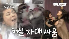 [쪼꼬미 동물병원] 슈글 남매·자매의 똥 테러💩 연애금지까지?!ㅣ[Animal Hospital For Tiny Animals] Sugar Glider Double Trouble