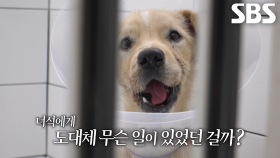 하루아침에 만신창이가 되어 나타난 ‘은총이’