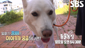 [10월 19일 예고] 모두에게 사랑받는 견플루언서 ‘풍이’의 특별한 일상♥