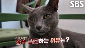 탈출냥 ‘박레이’, 그동안 상습 탈출했던 이유 공개!