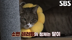 뻔뻔한 소변 테러냥 범인의 정체, ‘달이’