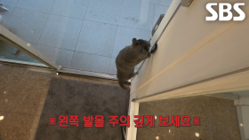 미용실 영업부장 고양이의 비밀, 프로 탈출냥 ‘박레이’