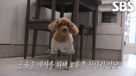 소리 없이 찾아오는 고통 골육종 겪고 있는 ‘라떼’의 사연