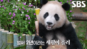 루이바오×후이바오, 엄마 ‘아이바오’ 떠나 홀로서기 준비!