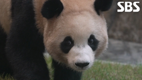 루이바오×후이바오, 낯선 새집 적응에 긴장↘