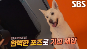 ‘견공계 차은우’ 풍이, 견플루언서의 남다른 일상★