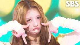 HAPPY - HITGS(힛지스) | SBS 251026 방송