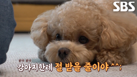 동물농장에 재방문한 천재견 ‘토리’의 개인기 대방출★