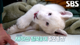 사랑스러운 아기 맹수 ‘백사자 남매’ 루카×루나♥