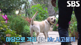 동물농장 대가족의 평화 깨는 무법자 ‘달빛이’