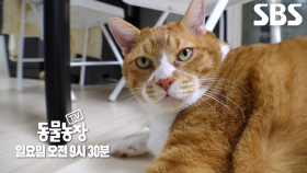 [11월 9일 예고] 뚱냥이 계보 잇는 ‘통이’의 등장★
