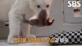 백사자 남매 루카×루나의 깨어난 맹수 본능♨