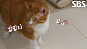 깊은 밤 간식 노리는 범묘 ‘통이’의 기막힌 실체!