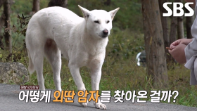 올무에 조인 채 절뚝이는 고불암 견, 고순이