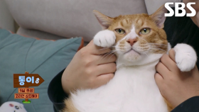 남다른 자태 자랑하는 뚱냥이, 통이