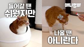 허리둘레가 (찐)27인치인 고양이면 생기는 일 ㅋㅋㅋㅣWhat happens to a Cat with 27 inch waist