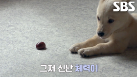 ‘활·기·체’ 똥개 삼 형제, 할머니도 못 말리는 호기심!