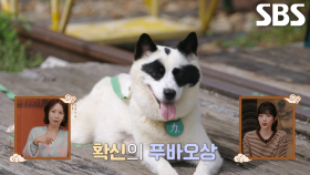 조용한 시골 마을에 강림한 푸바오×똥개 삼 형제