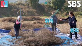 “한 번만 봐 드린 거예요” 천혜린, 급하게 성사된 시어머니와 도리깨질 대결 결과에 아쉽↘