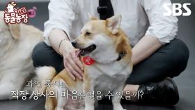[예고] 우리의 구원자 새로운 똥개들이 온다✨ 똥개 룽지의 첫 직장 생활 적응기 커밍 쑨🐶 | TV 동물농장 | SBS