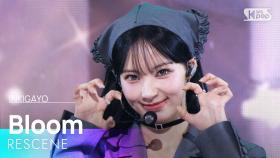 Bloom - RESCENE | SBS 251130 방송