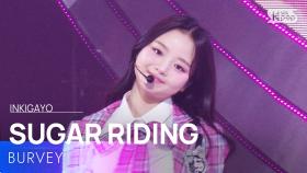 SUGAR RIDING - BURVEY | SBS 251207 방송